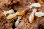 termites_picture