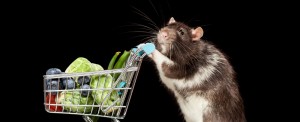 R&R Pest Control Service