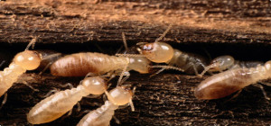 termite control images