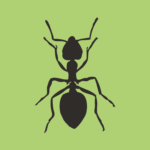 R&R Pest Control expert in Cedar Park, Texas, using eco-friendly methods to treat an ant infestation.