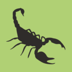 R&R Pest Control in Round Rock for Swift Scorpion Solutions, Eco-Friendly Approaches