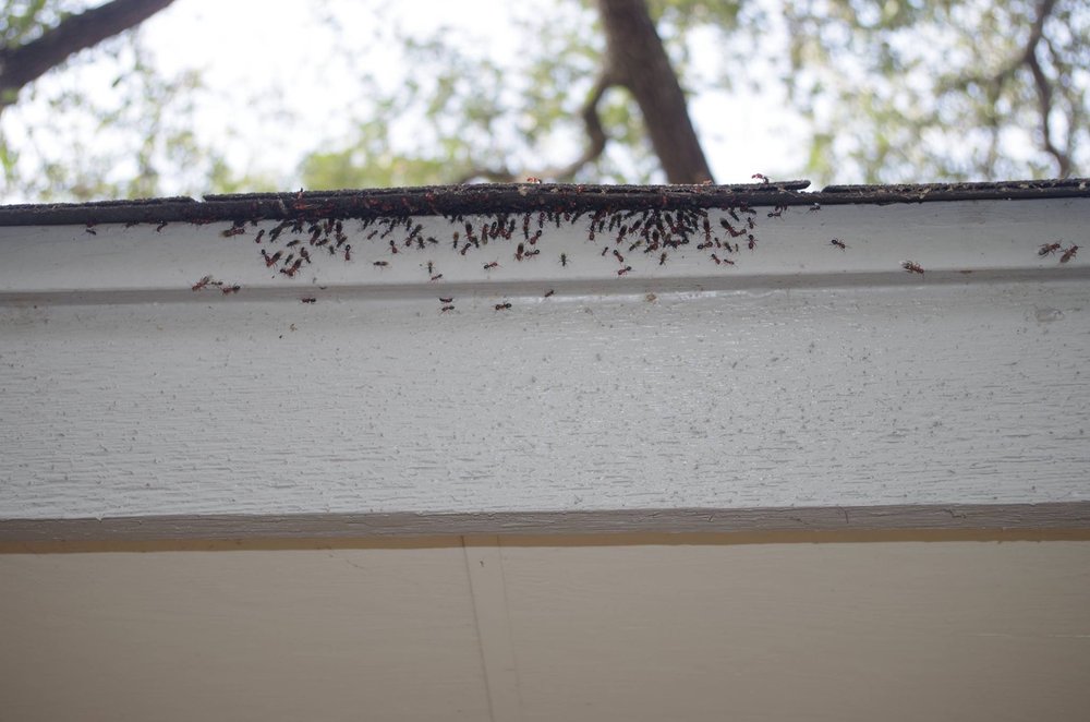 Got Fire Ants? Here’s What To Do About Them
