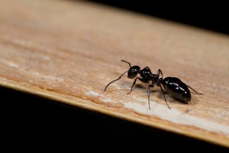 How To Get Rid Of Ants In Your Home (Cedar Park, TX)